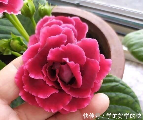 悄悄告诉你，此5种花，掐个叶就生根，懒人都能养开花！