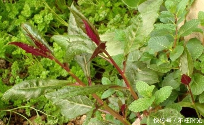 富贵菜|提个醒:农村路边若见此野菜,随手摘点带回家,好处不请自来