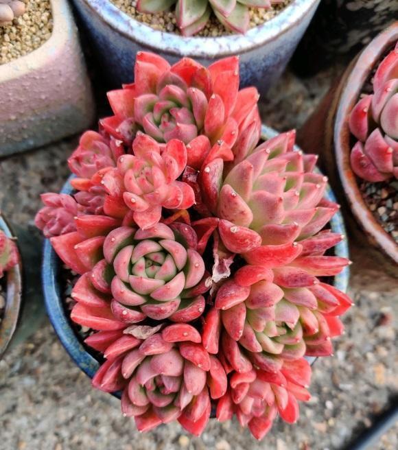 养死|养多肉,经验很重要,5点必看知识点,帮你快速进阶成大神