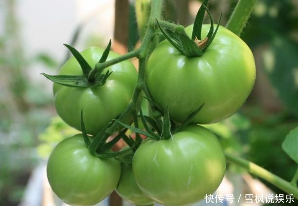 番茄树|阳台上最好养的“3种菜”,种一次,吃不完,收获一盆又一盆