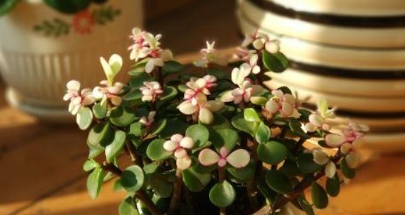 大多人都喜欢养“一种绿植”，枝干木质化速度快，盆景越养越值钱