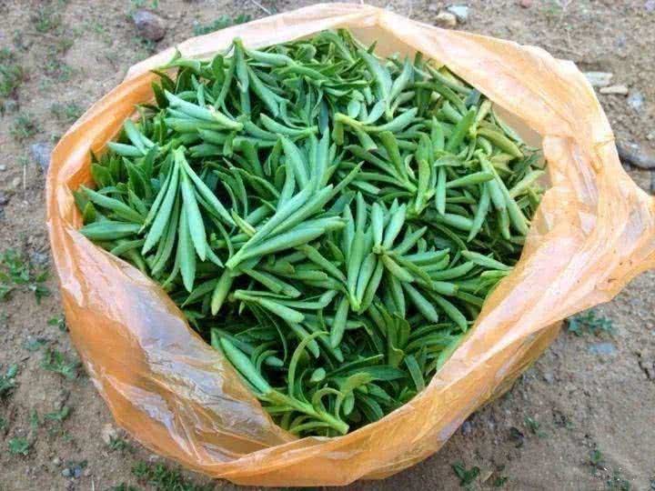 马兰头|此“野菜”，具有清热解毒，促进消化等多种功效，比荠菜更好吃