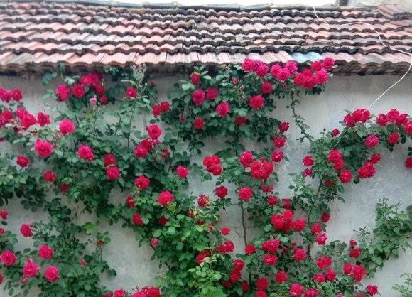 蔷薇是蔷薇,月季是月季,两种花不一样,别把蔷薇种到盆里