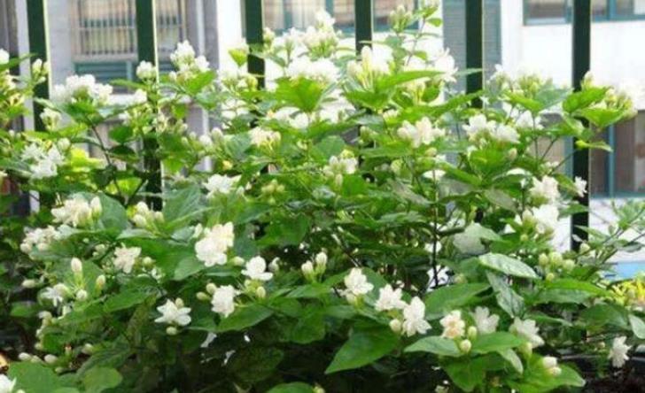 茉莉花还不开花赶紧做这一步,开花多一倍,满屋飘香