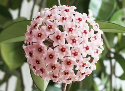 香雪兰香雪兰|最美5种“兰花”，个个都“惊艳”，年年花开上百朵，你最爱哪种