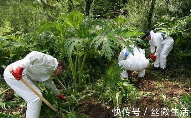 古人|这种农村野外的“毒草”,一碰就三级烧伤?古人还用它治疗白癜风