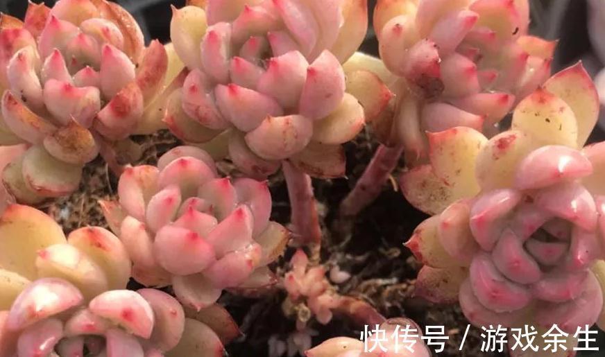 多肉莎莎女王,女雏和劳尔,好养殖易度夏,秋冬出状态粉嘟嘟的