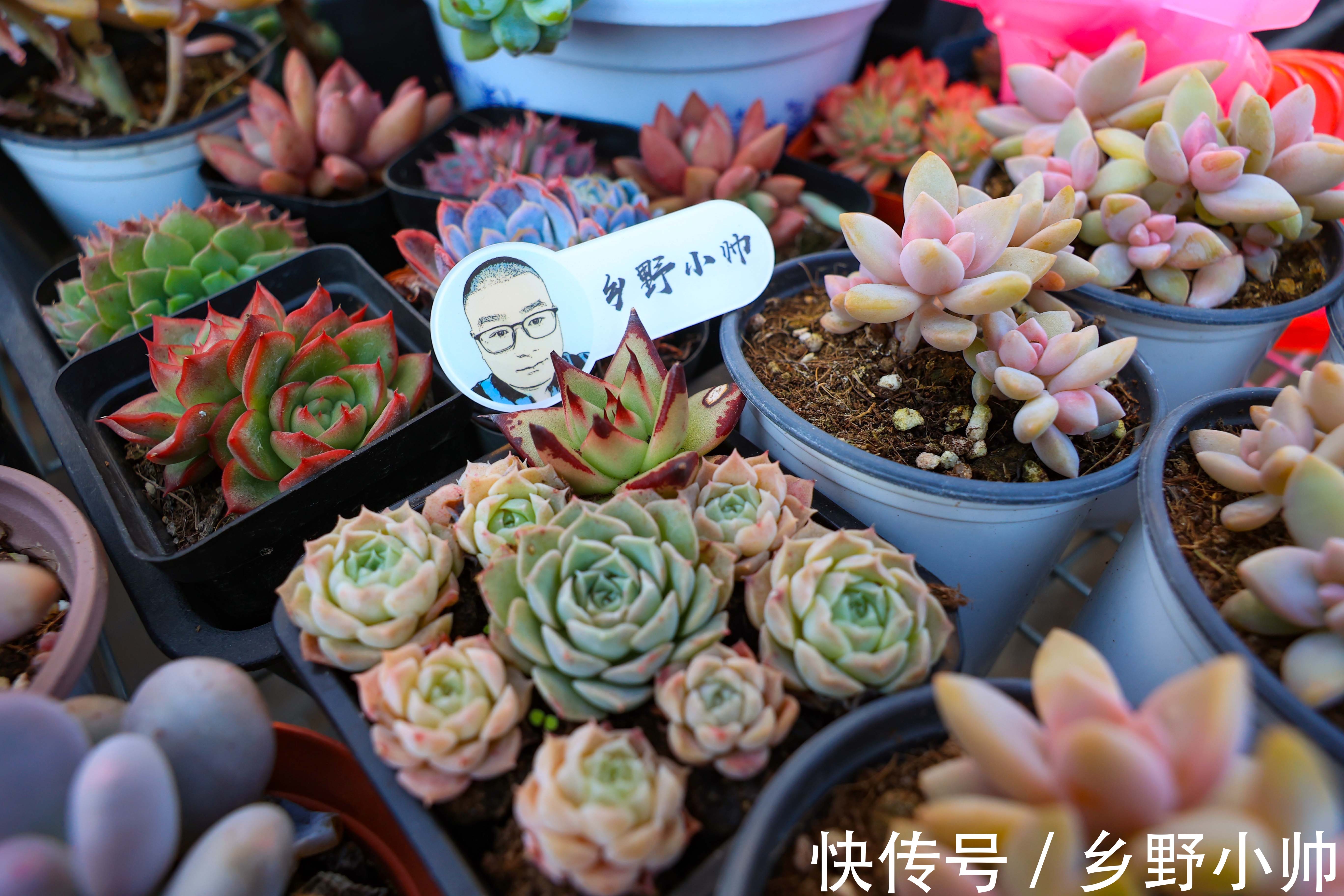 冬天多肉不好服盆?学会这些种植技巧,冬天多肉也可以很美