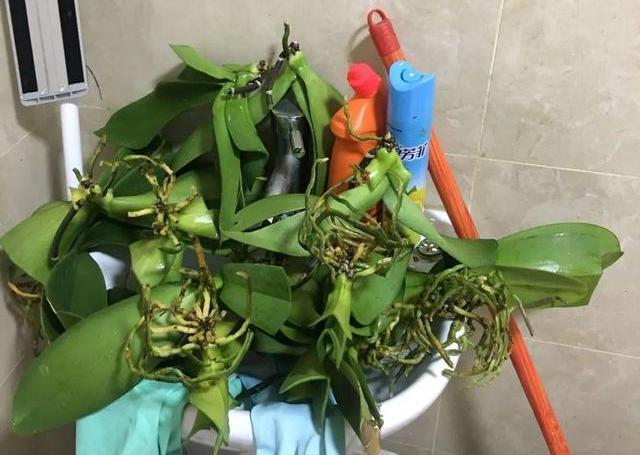 植物|养不好5种植物,就要赶紧“跳坑”,不然买多少、死多少