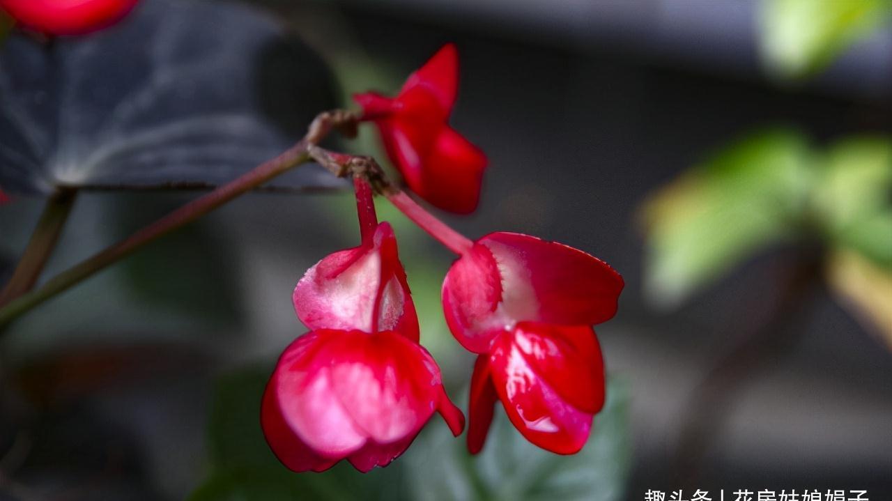 室内养殖这些花卉时,浇水时不要浇湿叶片,可能会造成烂叶的现象
