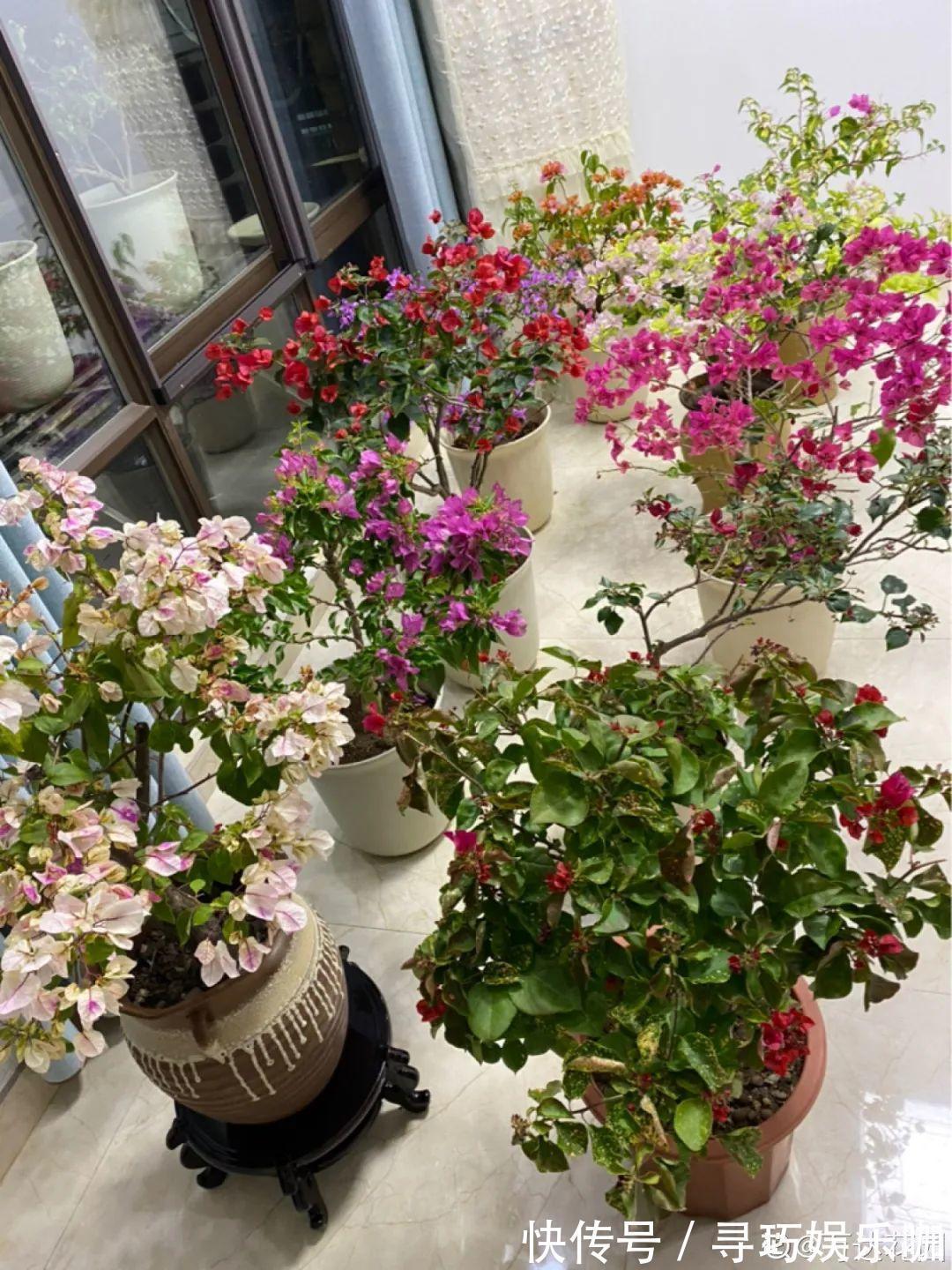 9种花特怕冷,低温浇水容易冻死,夜晚套袋子保暖