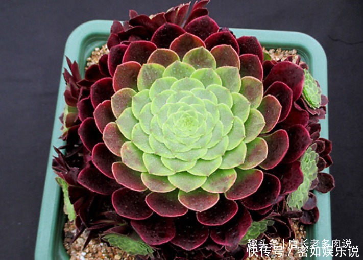 法师|多肉嘉年华法师平常十分低调,但养出状态后它的颜值不输任何多肉