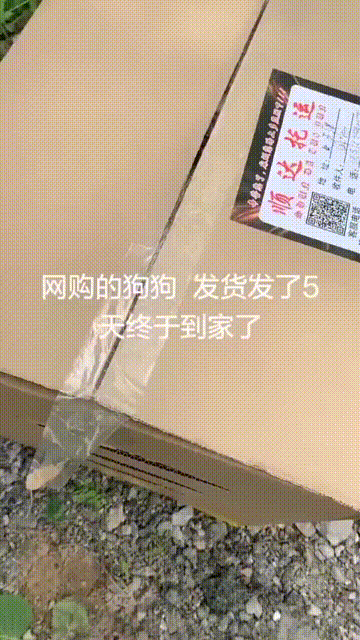 好当|搞笑GIF:白娘子不是那么好当的