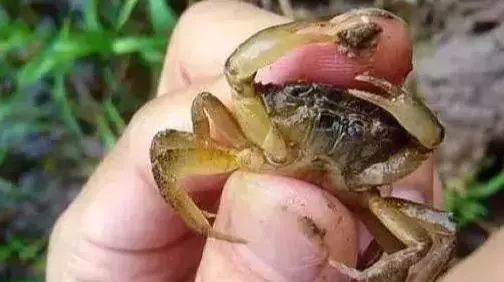 常见|7种河里正在消失的野味，第3个很常见，最后一种价格有点小贵