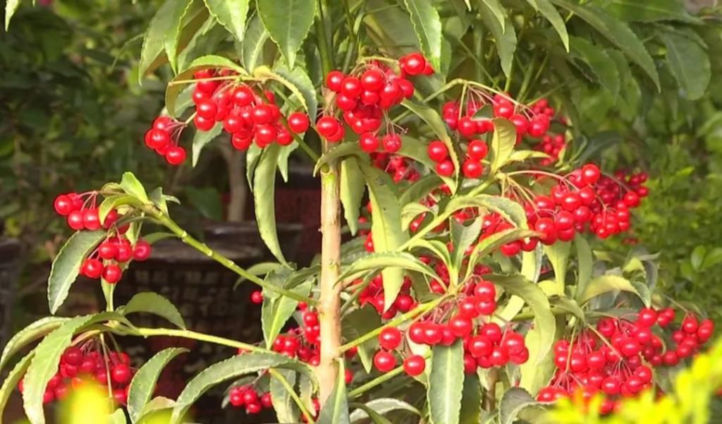 春天在传递幸福的花房里