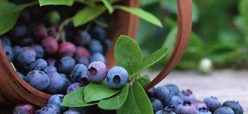 高手|3种“排酸高手”出现,家中常备,尿酸正常,痛风不敢靠近