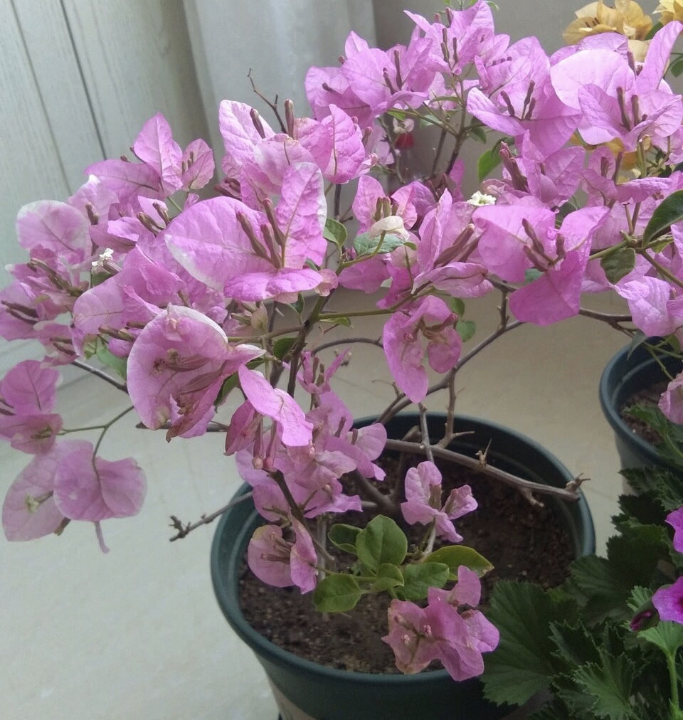 三角梅叶子“卷曲”、不开花学会这几招,叶子嗖嗖冒,花朵爆盆