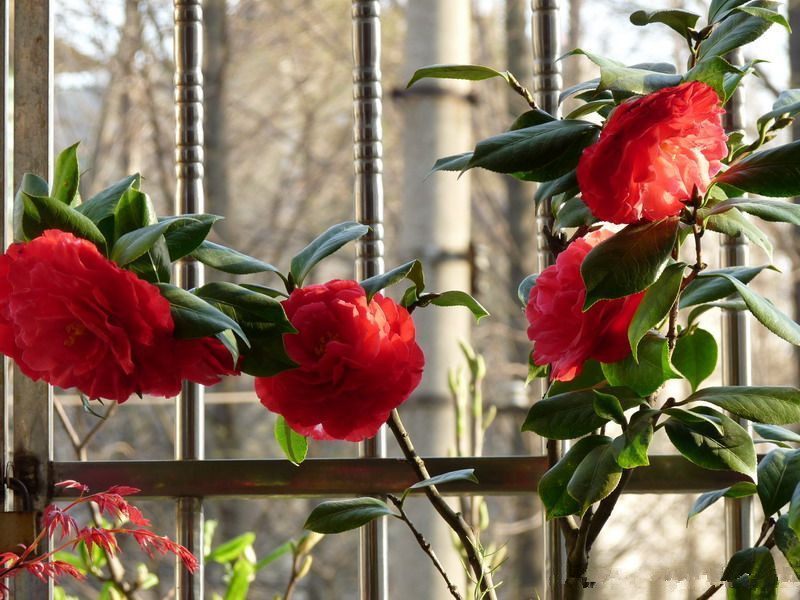 百花之首，不逊于玫瑰的中国茶花，比假花还要美