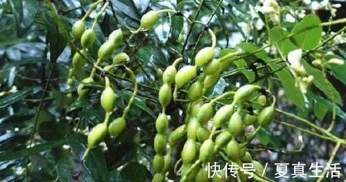 克星|痔疮的“克星”找到了,每天吃一点,消肿活血,痔疮悄悄不见