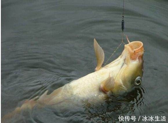 老前辈|老前辈传授野钓的几个绝招，是大鱼必上钩，轻松爆护，你学会了吗