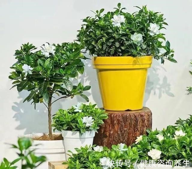 植物|想让家里病菌少，就养这五种植物，漂亮又好养，家里至少要有一种！