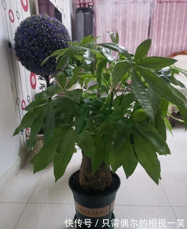 巧用这种皮，养君子兰发财树，叶片光亮，效果让人满意！