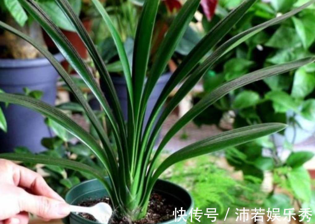 花芽|天气转凉,君子兰恢复生长,给它做好4件事,有助于开花