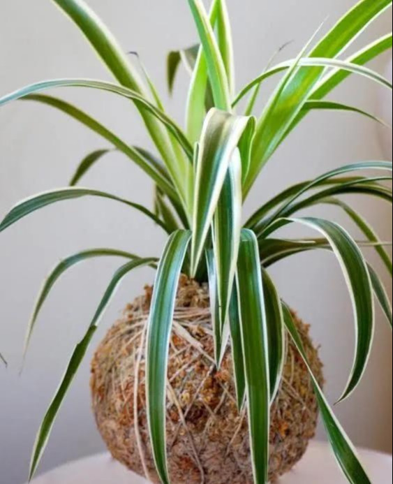 室内绿植种花不用盆,揉一个小球吊起来就让家里美翻