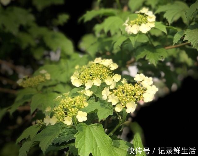 中国特有的琼花,隋炀帝的最爱,开花简直美翻了!