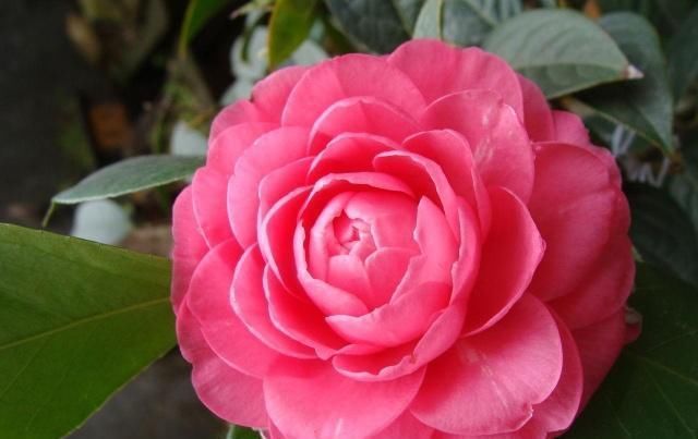 玫瑰花香|别再养绿萝了,此花好养易活,花开四季,比玫瑰花香,比牡丹花艳