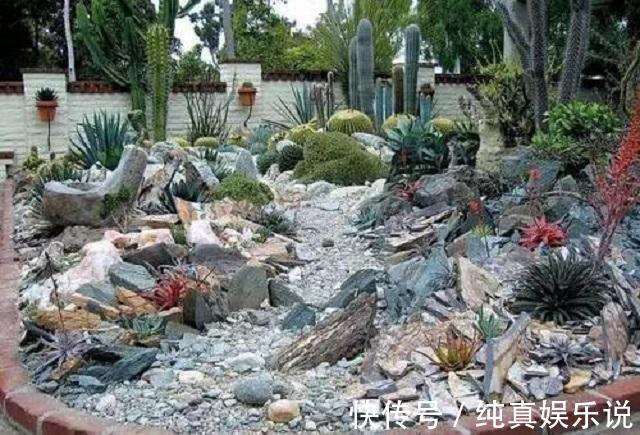 70老头闲来无事，养了百盆多肉摆院里，一盆售价50，别人抢着买！