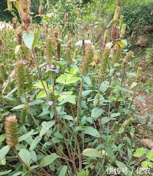 茎干|这野草，学名“夏枯草”，是中药“珍宝”，野外遇见，请勿错过！