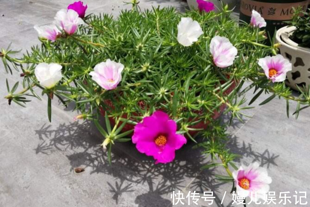 营养土|家庭养花：阳台盆栽此3款，漂亮好活，懒人最爱！