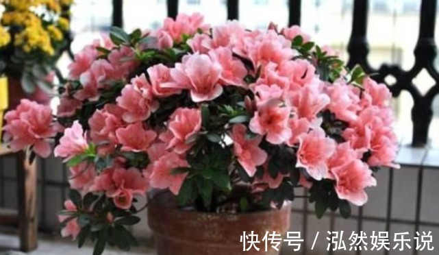 “小苏打”养花有奇效杀菌不烂根，除虫开花多，花卉长得特别旺