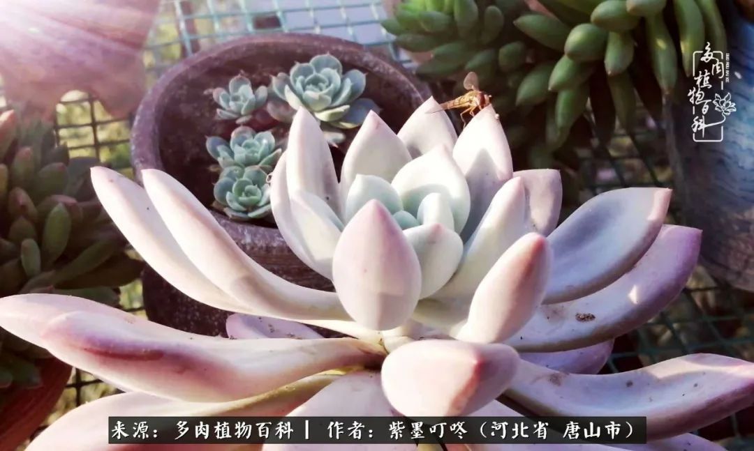 疗愈|从平凡中寻找美感,从噪杂中寻找宁静——多肉给予我的心灵疗愈!