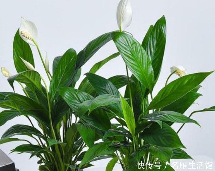 芦荟|家里就养4种花,耐旱又耐晒,招财纳福,好运天天到