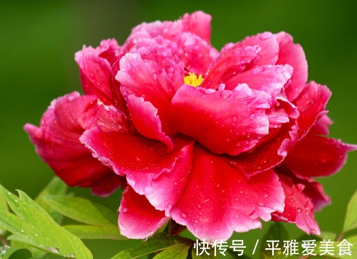 此花被誉为“花中之王”,雍容华贵仪态万千,象征着爱情的付出