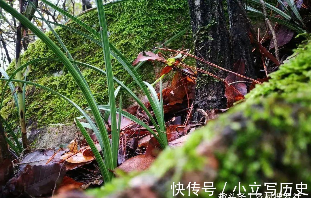 山上的兰花,也有只长苗而不开花的,你知道是什么原因吗?