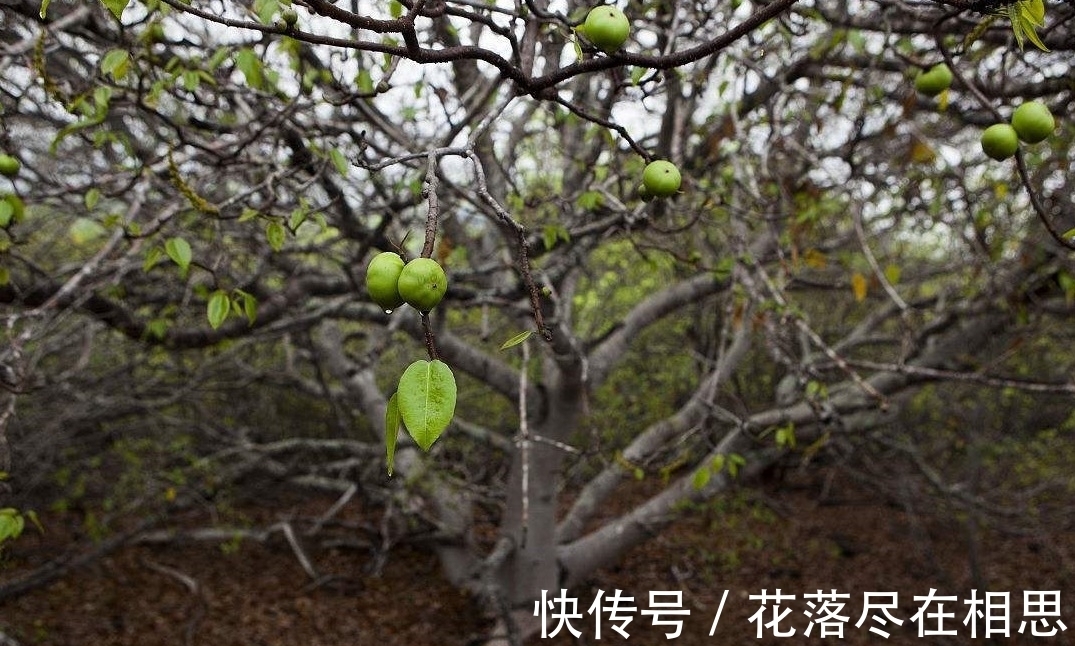 果实|郊外旅游的时候，看到这两种树碰都不要碰，全身都是剧毒！