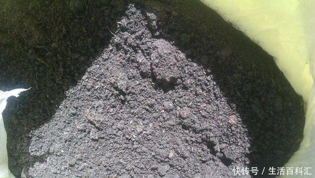 养分|羊粪养花好?3个害处不知道,越养越心烦,还很容易养死