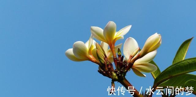 处女座|8月中旬，天若不老，爱情枯木逢春，终将复合