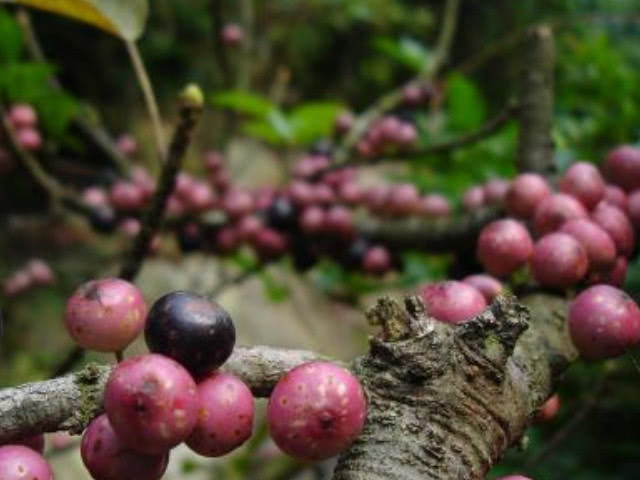 孕期|想要避开“黄疸”坑,孕期食物很重要,这三种食物别不舍得吃