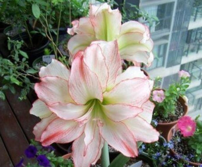 居家就养此款花卉,从年初开到年尾,花期长花量大,还特漂亮