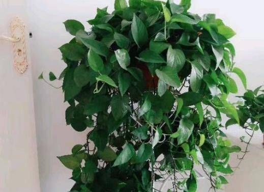 爷爷养花从不用“淘米水”,盆里倒“2种料”,6天1次,窜窜长