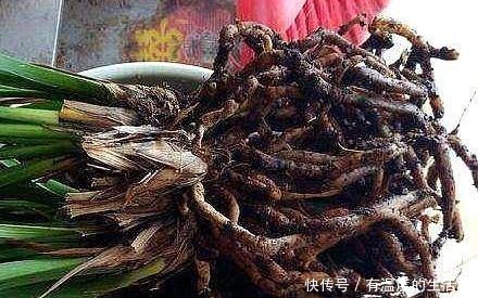 春季给花换盆,5个错误不要犯,不然服盆慢,难养活!