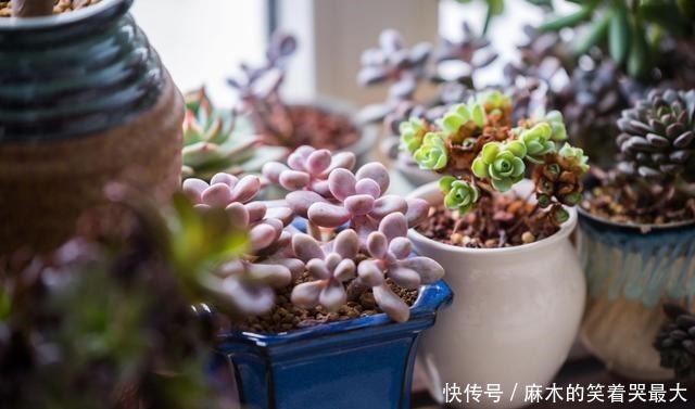 乙女|四种“零差评”多肉推荐,颜值不比桃蛋低,还容易成老桩!