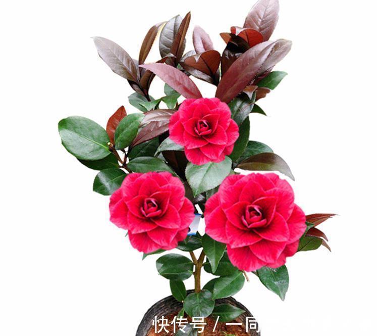 养花在于精而不在于多，六种花卉中的珍品，养一样也值得