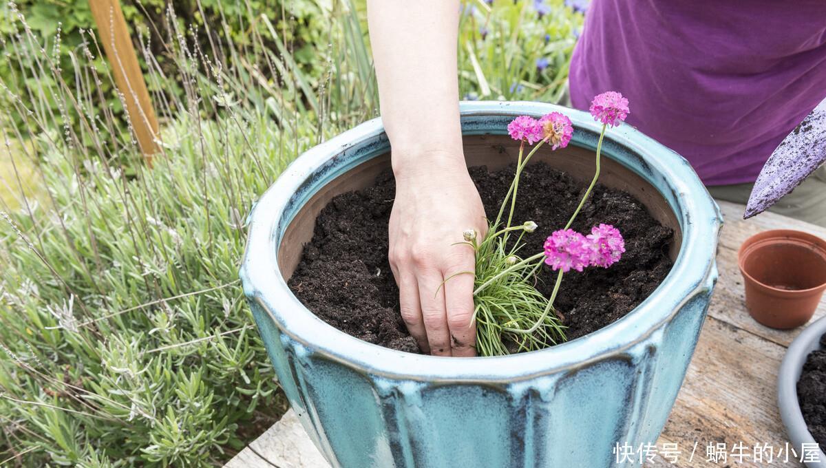 春天买花有口诀,记住“4要4不要”,花对钱才能买“好”花