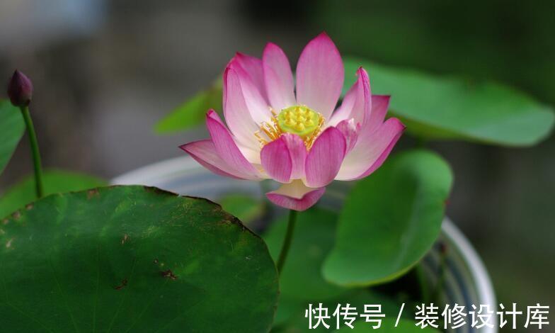 养花试试这几款，在家里种上一盆，可以自己长出很多来