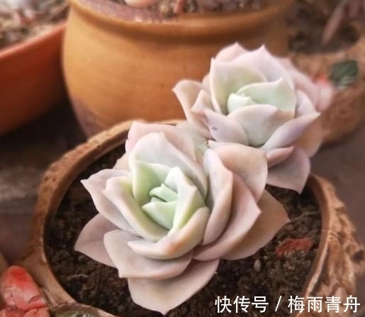 最像玫瑰花的8款多肉,小球玫瑰颜值最高,山地玫瑰最好养